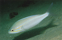 Image of Pentapodus porosus (Northwest Australian whiptail)