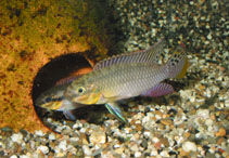 Image of Pelvicachromis taeniatus 