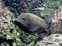 Image of Petrochromis trewavasae (Threadfin cichlid)