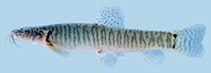 Image of Physoschistura pseudobrunneana 