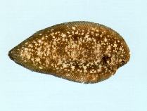 Image of Phyllichthys punctatus (Spotted sole)