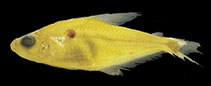 Image of Phenacogaster simulata 