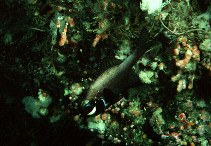 Image of Photoblepharon steinitzi (Flashlight fish)
