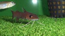 Image of Phyllonemus typus (Spatula-barbeled catfish)
