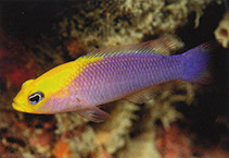Image of Pictichromis aurifrons (Gold-browed dottyback)