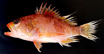 Image of Plectranthias alcocki (Alcock’s deep-reef basslet)