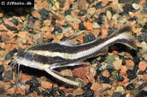 Image of Platydoras armatulus (Southern striped raphael)