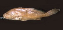 Image of Plagioscion auratus (Black curbinata)