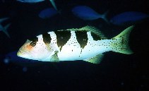 Image of Plectropomus laevis (Blacksaddled coralgrouper)