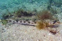 Image of Platycephalus laevigatus (Rock flathead)