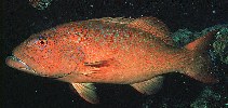 Image of Plectropomus leopardus (Leopard coralgrouper)