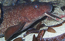 Image of Plotosus limbatus (Darkfin eel catfish)