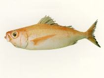 Image of Plagiogeneion macrolepis (Bigscale rubyfish)