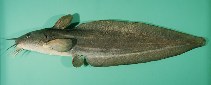 Image of Plotosus nkunga (Stinging eel catfish)