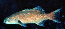 Image of Plectropomus oligacanthus (Highfin coralgrouper)