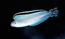 Image of Plagiotremus phenax (Imposter fangblenny)