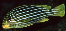 Image of Plectorhinchus polytaenia (Ribboned sweetlips)
