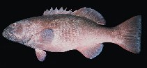 Image of Plectropomus punctatus (Marbled coralgrouper)