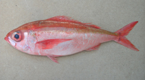 Image of Plagiogeneion rubiginosum (Rubyfish)