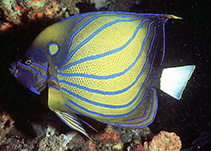 Image of Pomacanthus annularis (Bluering angelfish)