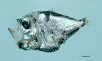 Image of Polyipnus asteroides 