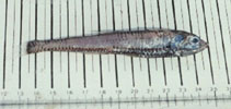 Image of Polymetme corythaeola (Rendezvous fish)