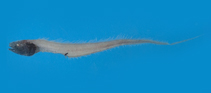 Image of Porogadus guentheri 