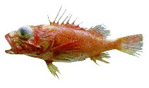 Image of Pontinus helena 