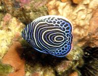 Image of Pomacanthus imperator (Emperor angelfish)
