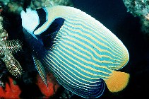 Image of Pomacanthus imperator (Emperor angelfish)