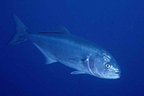 Image of Pomatomus saltatrix (Bluefish)