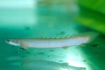 Image of Polypterus senegalus (Gray bichir)