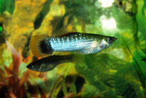 Image of Poecilia sphenops (Molly)