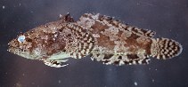Image of Potamobatrachus trispinosus 
