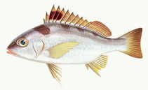 Image of Pomadasys unimaculatus (Red patched grunter)