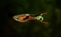 Image of Poecilia wingei (Endlers guppy)