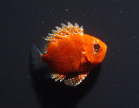 Image of Pristigenys alta (Short bigeye)