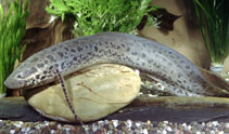 Image of Protopterus annectens (West African lungfish)