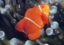 Image of Amphiprion biaculeatus (Spinecheek anemonefish)