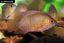 Image of Pristolepis grootii (Indonesian leaffish)
