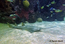 Image of Pristis pectinata (Smalltooth sawfish)