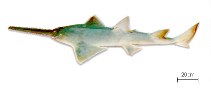 Image of Pristis perotteti (Large-tooth sawfish)