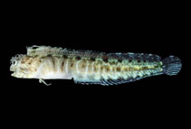 Image of Protemblemaria perla 