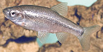 Image of Pseudophoxinus galilaeus 