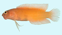 Image of Pseudoplesiops immaculatus (Immaculate dottyback)