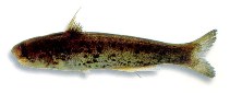 Image of Cetopsis motatanensis 