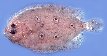 Image of Pseudorhombus quinquocellatus (Five-eyed flounder)