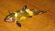 Image of Pseudomystus siamensis (Asian bumblebee catfish)