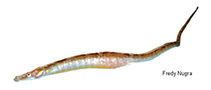 Image of Pseudophallus starksii 