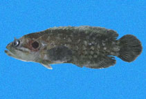 Image of Pseudogramma thaumasia (Pacific reef bass)